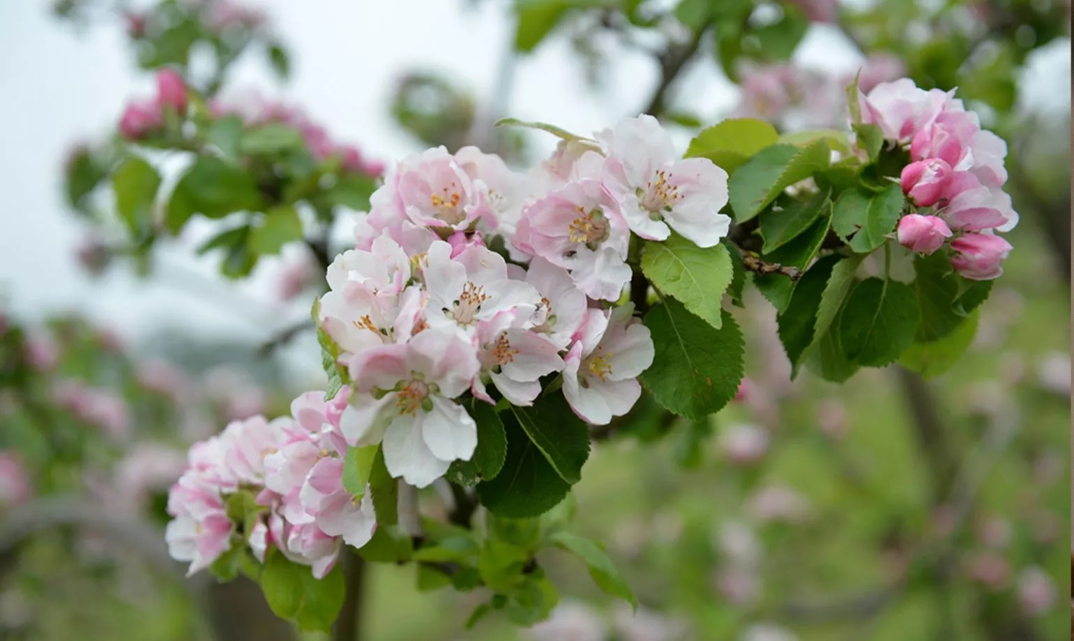 BLOOM at Ampleforth Abbey